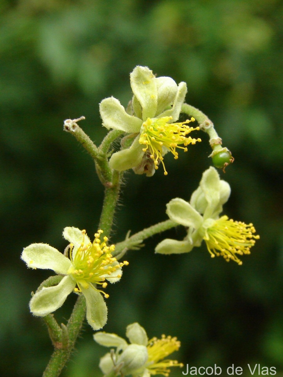 Microcos paniculata L.